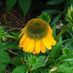 Echinacea purpurea 'Lakota Orange' - Echinacea purpurea 'Lakota Orange'