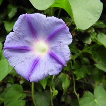 Ipomoea purpurea 'Dacapo'