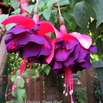 Fuchsia 'Maori Maid'