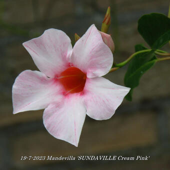 Mandevilla 'SUNDAVILLE Cream Pink'