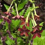 Nicotiana x sanderae 'Crimson Bedder' - 