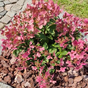 Hydrangea paniculata 'Switch Ophelia'