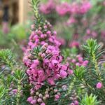 Erica vagans 'Mrs D.F. Maxwell' - 