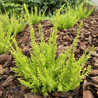 Calluna vulgaris 'Winter Chocolate'