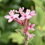 Syringa BLOOMERANG 'Pink Perfume' - 