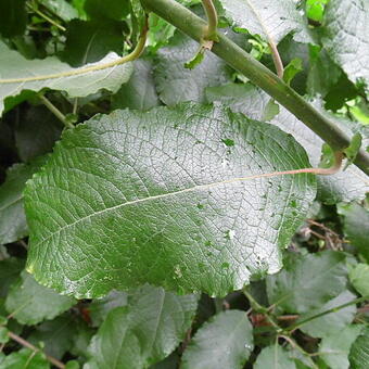 Salix caprea