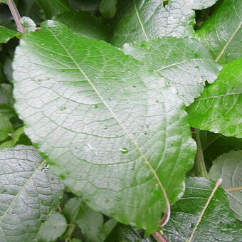 Salix caprea