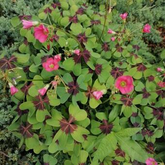 Oxalis tetraphylla 'Iron Cross'