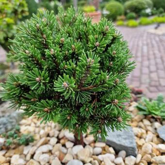 Pinus mugo 'Suncrest Broom'