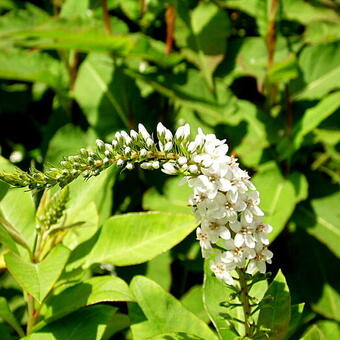 Lysimachia clethroides