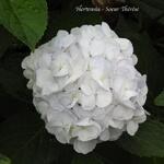 Hydrangea macrophylla 'Soeur Thérèse' - 