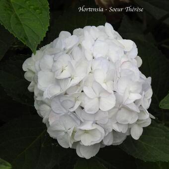 Hydrangea macrophylla 'Soeur Thérèse'