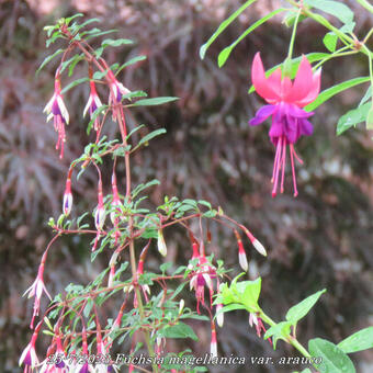 Fuchsia magellanica var. arauco