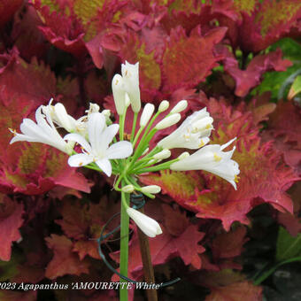 Agapanthus 'AMOURETTE White'