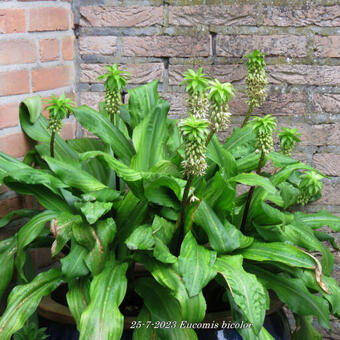 Eucomis bicolor