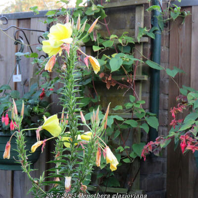 Oenothera glazioviana - 