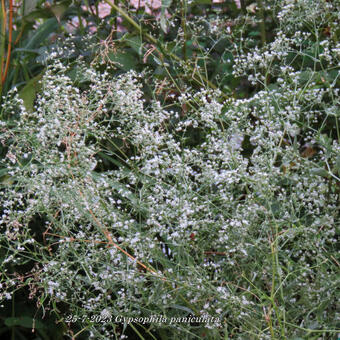 Gypsophila paniculata