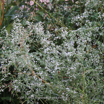 Gypsophila paniculata - 