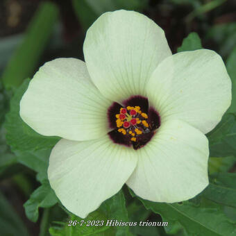 Hibiscus trionum