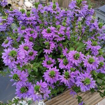 Scaevola aemula 'WHIRLWIND Blue'