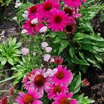 Echinacea SUNSEEKERS 'Magenta' - Echinacea SUNSEEKERS 'Magenta'