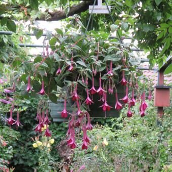 Fuchsia 'Remembering Claire'