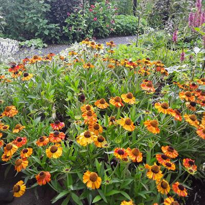 Helenium 'Short'n Sassy' - Helenium 'Short'n Sassy'