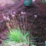 Tulbaghia 'Moya' - 