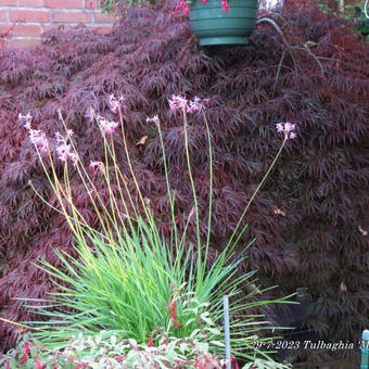 Tulbaghia 'Moya'