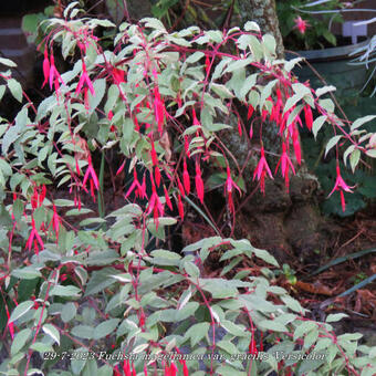 Fuchsia magellanica var. gracilis 'Versicolor'