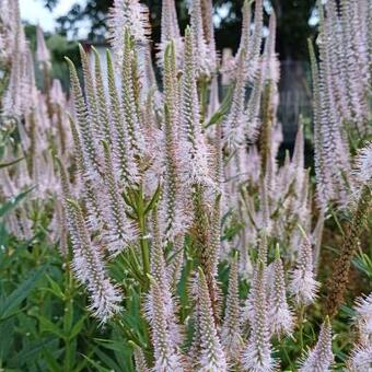 Veronicastrum virginicum 'Album'