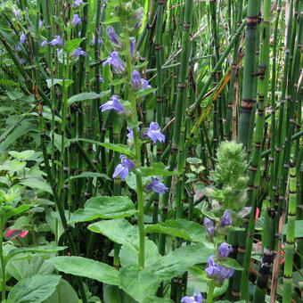 Lobelia siphilitica