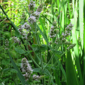 Mentha rotundifolia