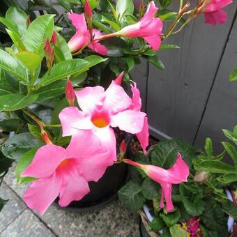 Mandevilla sanderi 'DIAMANTINA Opale Fuchsia Flammé'