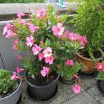 Mandevilla sanderi 'DIAMANTINA Opale Fuchsia Flammé' - 