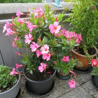 Mandevilla sanderi 'DIAMANTINA Opale Fuchsia Flammé'