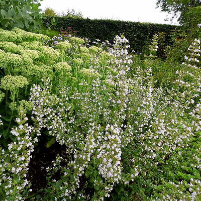 Calamintha nepeta ssp nepeta