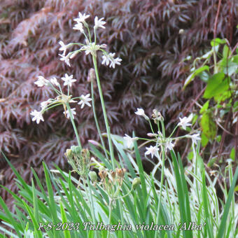 Tulbaghia violacea 'Alba'