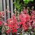 Lobelia x speciosa 'STARSHIP Scarlet'