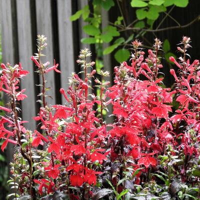 Lobelia x speciosa 'STARSHIP Scarlet'