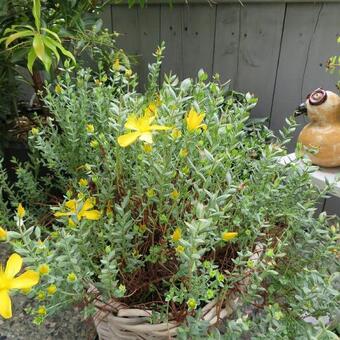 Hypericum olympicum f. uniflorum 'Citrinum'