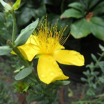 Hypericum olympicum f. uniflorum 'Citrinum'