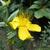 Hypericum olympicum f. uniflorum 'Citrinum'