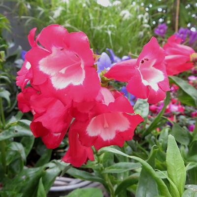 Penstemon 'PENTASTIC Red' - 