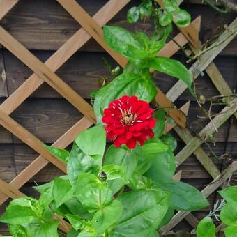 Zinnia elegans 'Art Deco'