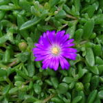 Delosperma lavesii - 