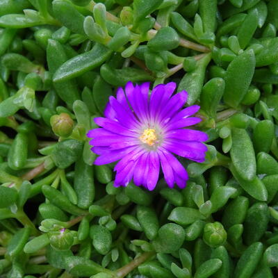 Delosperma lavesii - 