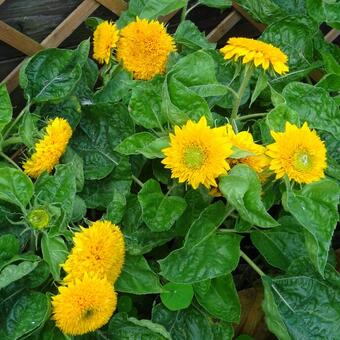 Helianthus annuus 'Teddy Bear'