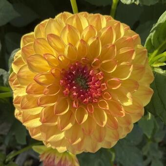 Dahlia 'Sunny Boy'