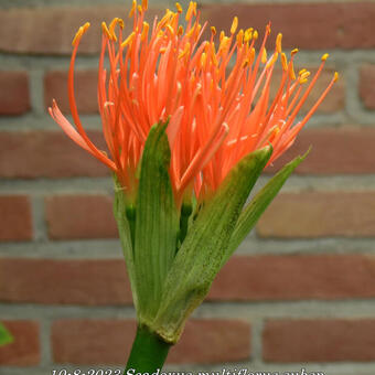 Scadoxus multiflorus subsp. katharinae